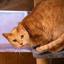 Thumbnail photo of Chloe #1