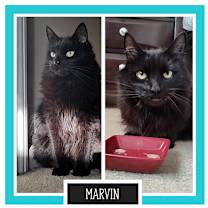 adopt-pet