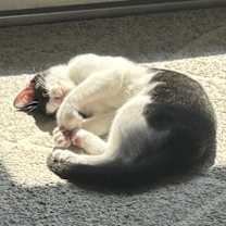 Thumbnail photo of Buster keaton #3