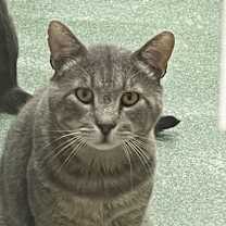 Thumbnail photo of Pickle #1
