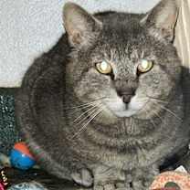 Thumbnail photo of Pickle #2