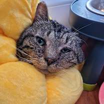 Thumbnail photo of Magnus #1