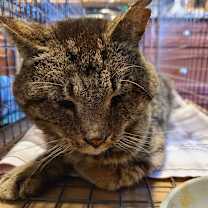 Thumbnail photo of Magnus #2