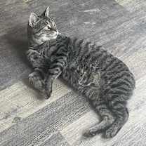 Thumbnail photo of Mister #1