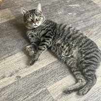 Thumbnail photo of Mister #3