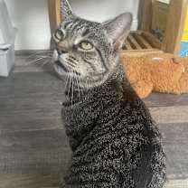 Thumbnail photo of Mister #4
