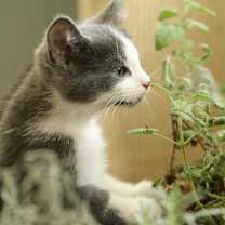 Thumbnail photo of Buddy #3