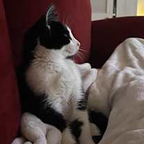 Thumbnail photo of Axel #3