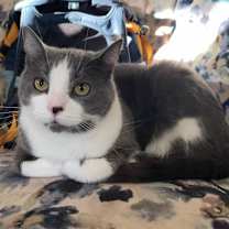 Thumbnail photo of Buddy #4