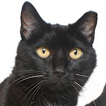 Thumbnail photo of Cake Pop #2