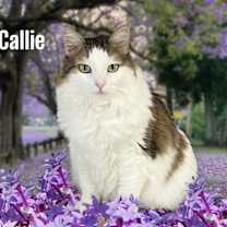 Thumbnail photo of Callie #1