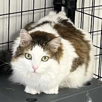 Thumbnail photo of Callie #2