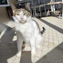 Thumbnail photo of Simon - Working Cat #1