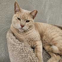 Thumbnail photo of Blaze - Working Cat #1