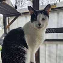 Thumbnail photo of Gregory - Working Cat #1