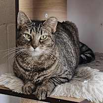 Thumbnail photo of Tofu- Working Cat #1