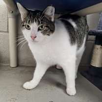 Thumbnail photo of Simon - Working Cat #2