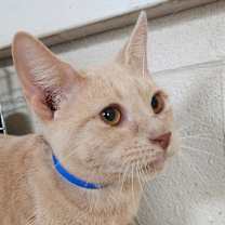 Thumbnail photo of Blaze - Working Cat #2