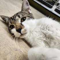 Thumbnail photo of Bagel-Working Cat #2