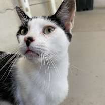 Thumbnail photo of Gregory - Working Cat #2