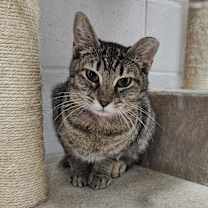 Thumbnail photo of Tofu- Working Cat #2
