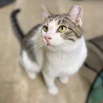 Thumbnail photo of Simon - Working Cat #4