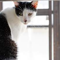Thumbnail photo of Gregory - Working Cat #3