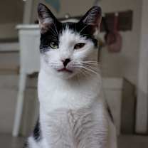 Thumbnail photo of Gregory - Working Cat #4