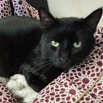 Thumbnail photo of Stubs #1