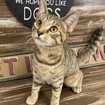 Thumbnail photo of Jade #1