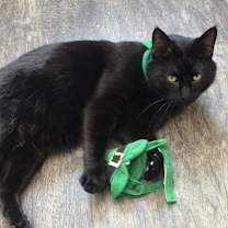 Thumbnail photo of Stubs #2