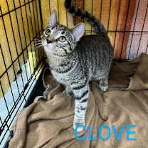 Thumbnail photo of Clove #1