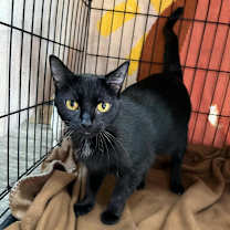 Thumbnail photo of Cayenne #1