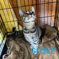 Thumbnail photo of Clove #2