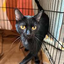 Thumbnail photo of Cayenne #2