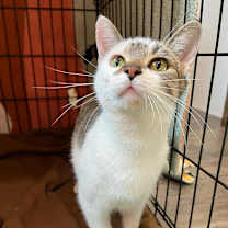 Thumbnail photo of Daisy #2