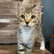 Thumbnail photo of Kingston #3