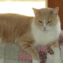Thumbnail photo of Scooter #1
