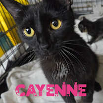 Thumbnail photo of Cayenne #3