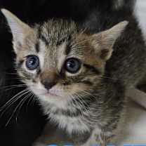 Thumbnail photo of Clove #3