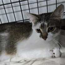 Thumbnail photo of Daisy #3