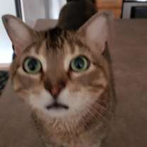 Thumbnail photo of Frostskader #2