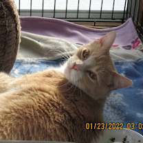 Thumbnail photo of Scooter #3