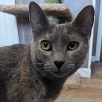 Thumbnail photo of Cranberry #1