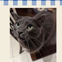 Thumbnail photo of Louie #2