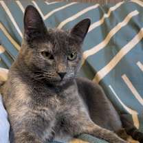 Thumbnail photo of Cranberry #3