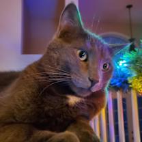 Thumbnail photo of Louie #3