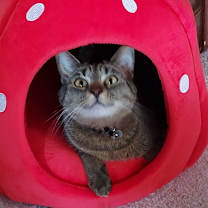 Thumbnail photo of Ana #1