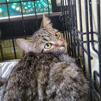 Thumbnail photo of Tomiko #3