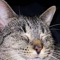 Thumbnail photo of Ana #3